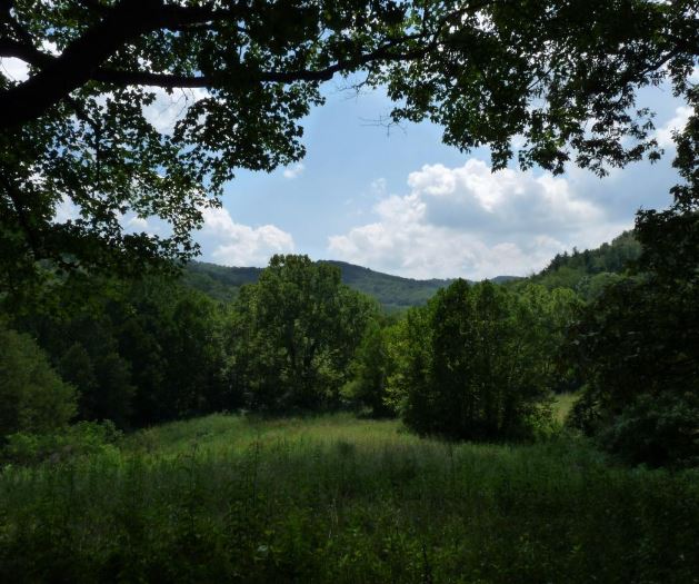 color image of a wooded scene, looking out on green trees and grass with a blue sky and large clouds