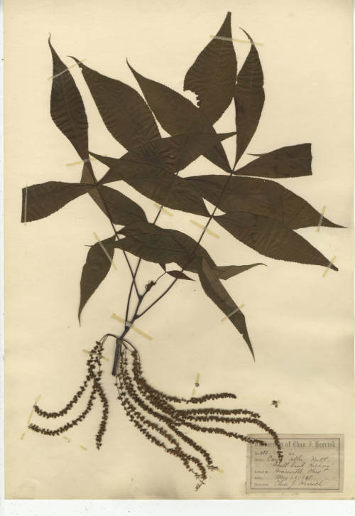 Image of a pressed plant, leaves and roots